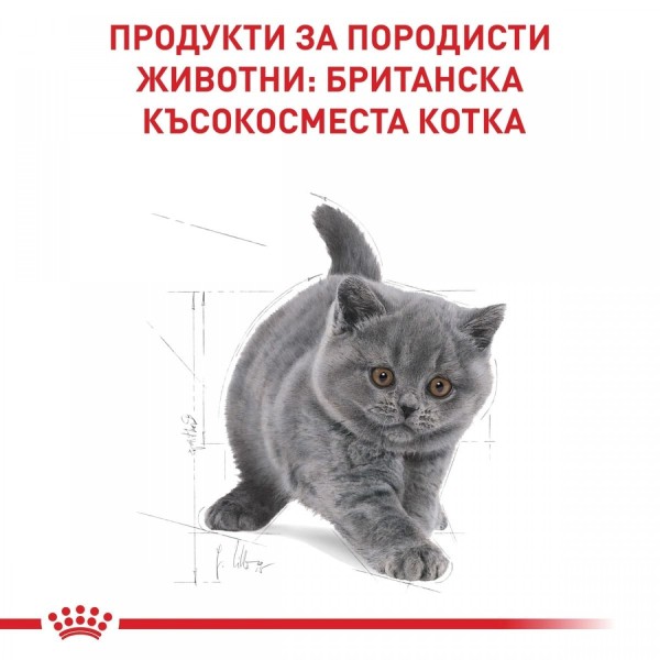 Royal Canin British Shorthair Kitten - Суха храна за подрастващи британски късокосмести котенца до 12 месеца